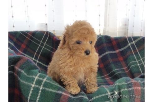 成約済の宮城県のトイプードル-174231の5枚目